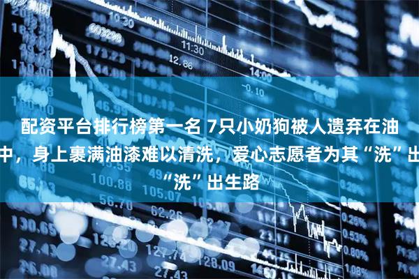 配资平台排行榜第一名 7只小奶狗被人遗弃在油漆桶中，身上裹满油漆难以清洗，爱心志愿者为其“洗”出生路